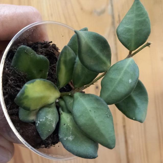 Hoya Burtoniae Variegata cutting