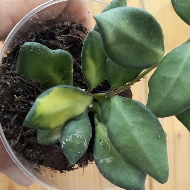 Hoya Burtoniae Variegata cutting