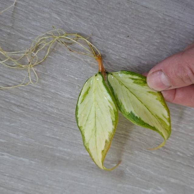 Hoya Polyneura Inner Variegata cutting