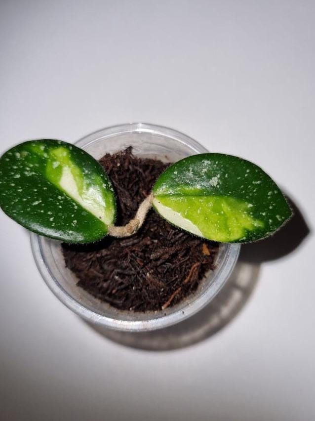 Hoya Mathilde Variegata cutting