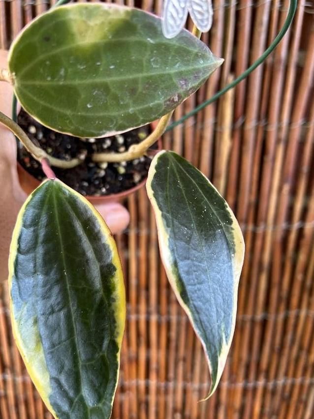 Hoya Latifolia Albomarginata cutting