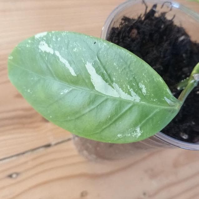 Hoya Coriacea Splash cutting