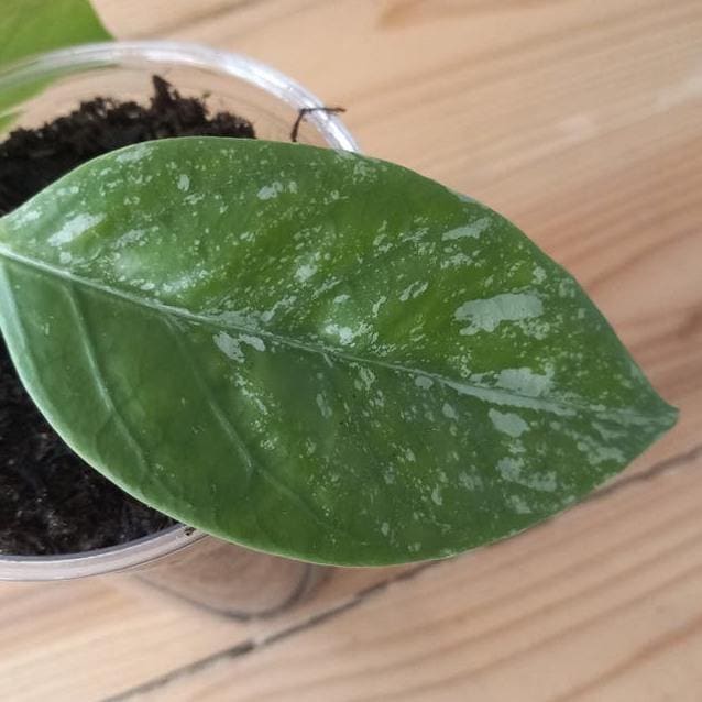 Hoya Coriacea Splash cutting