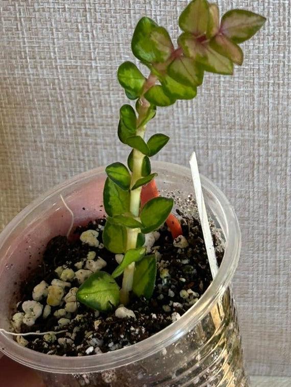 Hoya Chinghungensis Variegata cutting