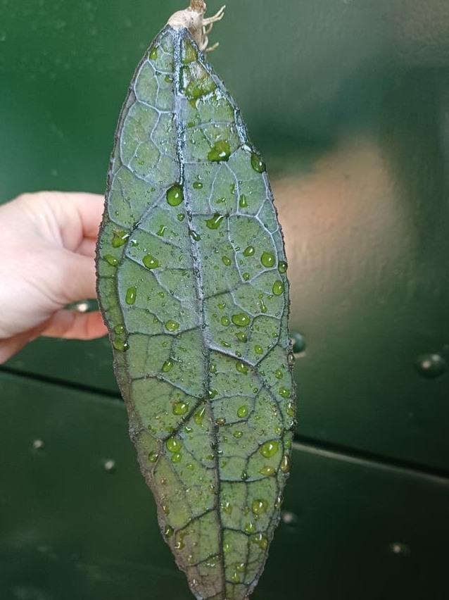 Hoya Clemensiorum cutting