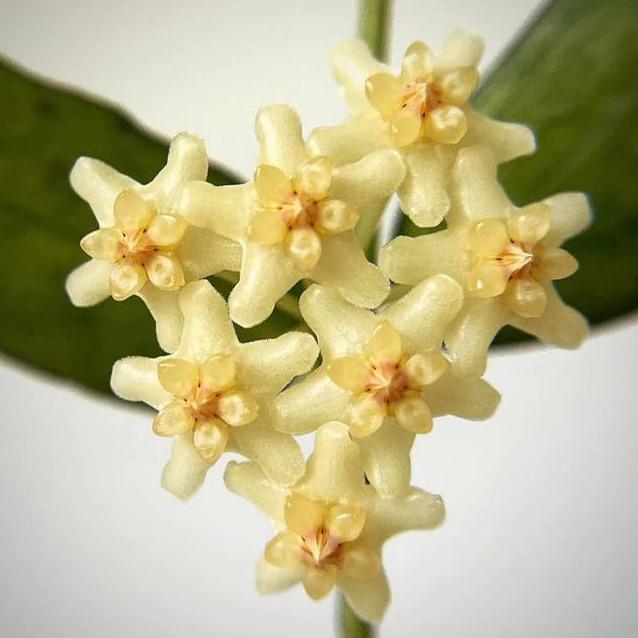 Hoya Pandurata Silver cutting