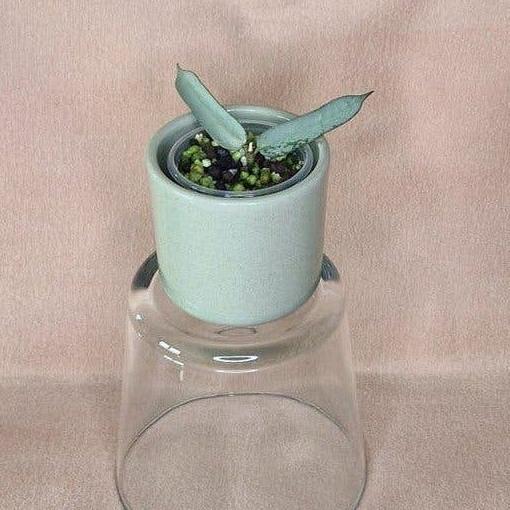 Hoya Pandurata Silver node cutting