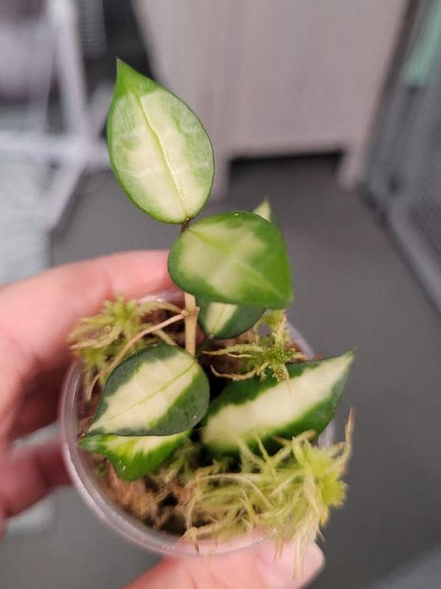 Hoya Lacunosa Queen Midori cutting