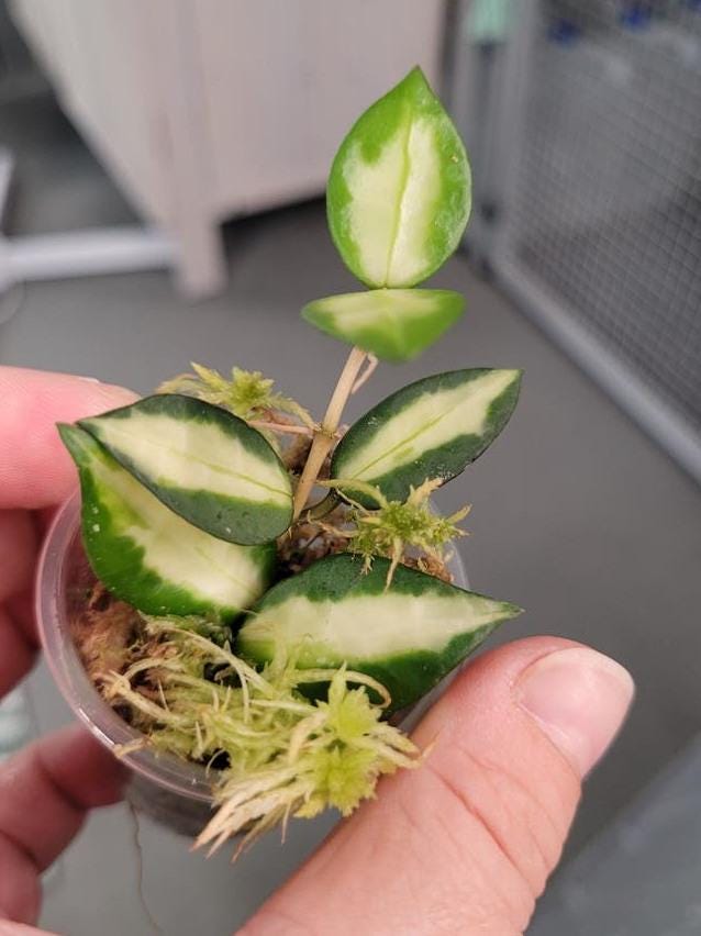 Hoya Lacunosa Queen Midori cutting