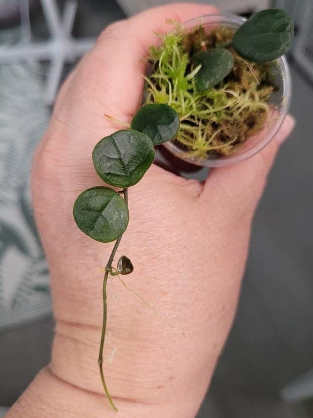 Hoya Obcordata cutting