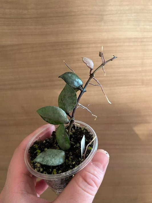 Hoya Lacunosa Violet node cutting