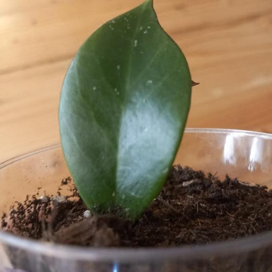 Hoya Sunrise node cutting