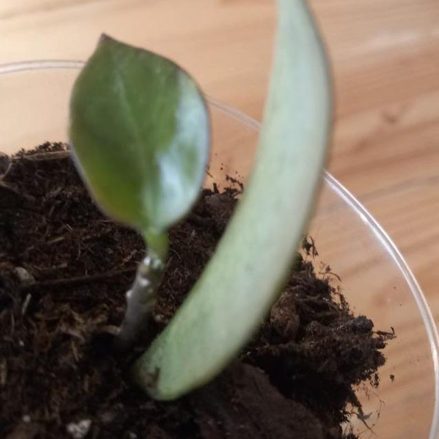 Hoya Sunrise cutting