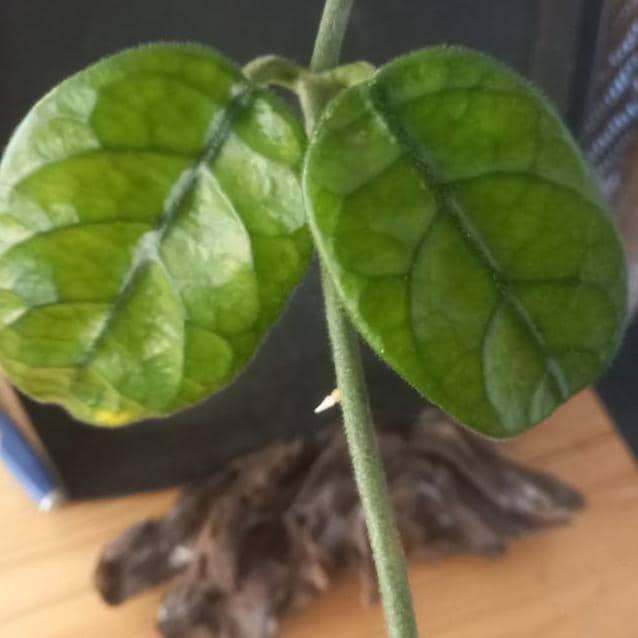 Hoya Villosa cutting