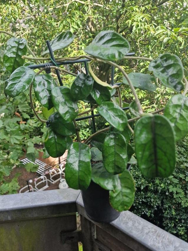 Hoya Villosa cutting