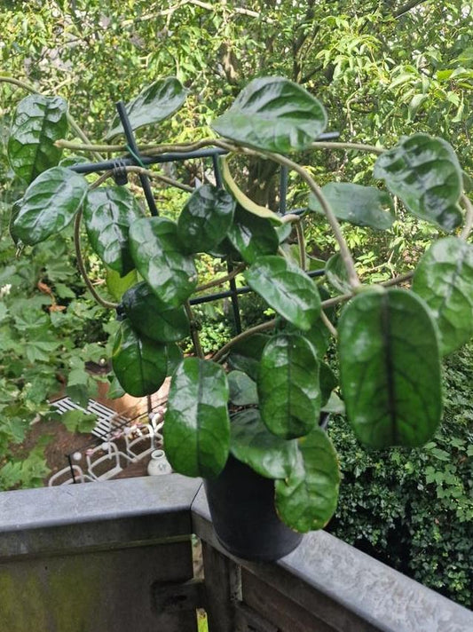 Hoya Villosa node cutting