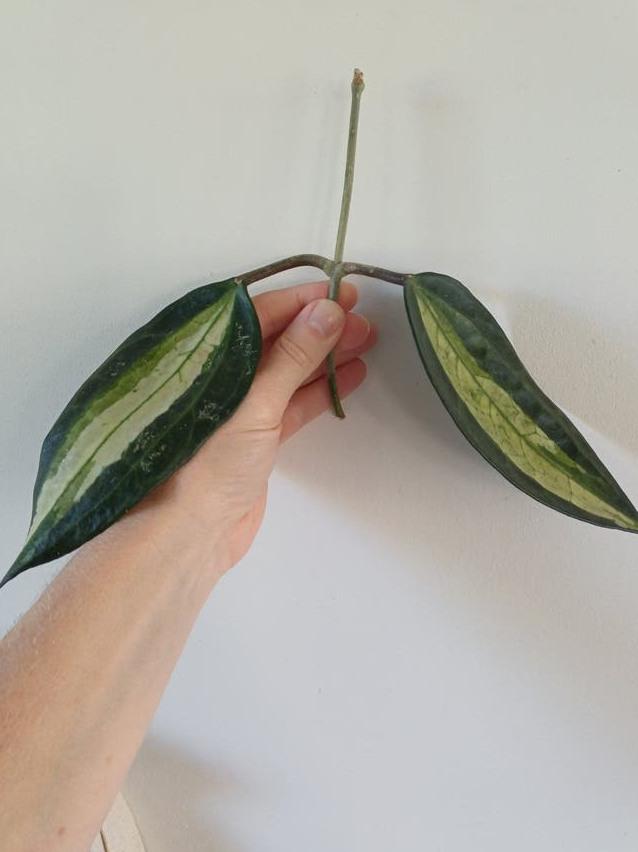 Hoya Latifolia Pot of Gold cutting