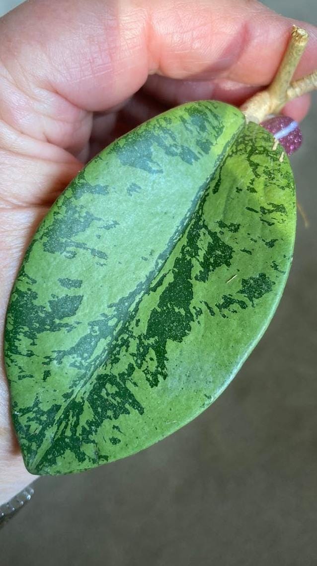 Hoya Silver Dollar cutting