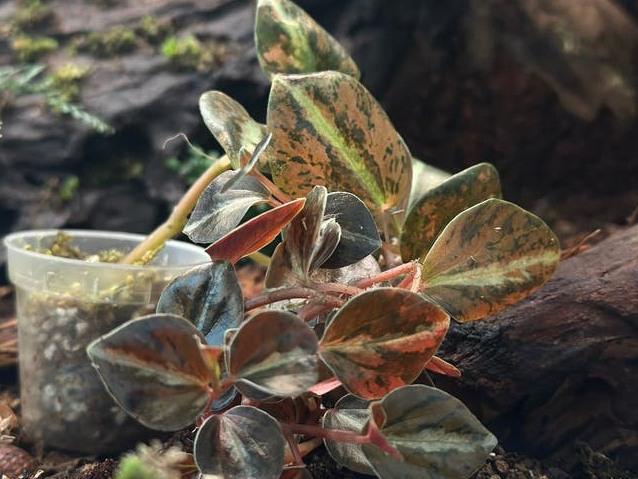 Peperomia Metallica Variegata cutting