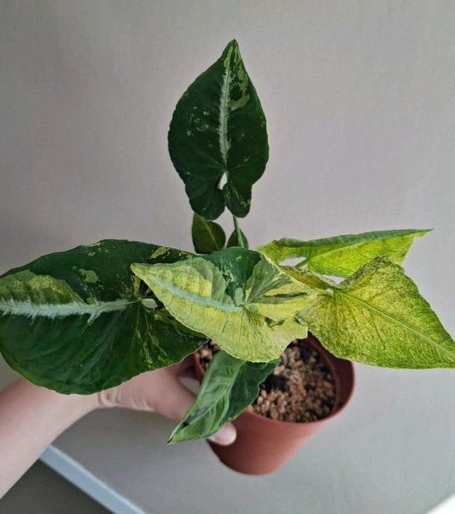 Syngonium Scrambled Eggs cutting