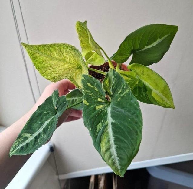 Syngonium Scrambled Eggs cutting