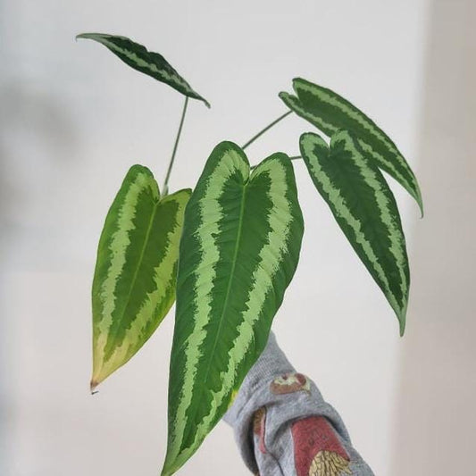 Schismatoglottis Wallichii node cutting