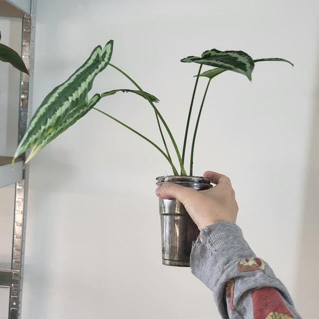 Schismatoglottis Wallichii cutting