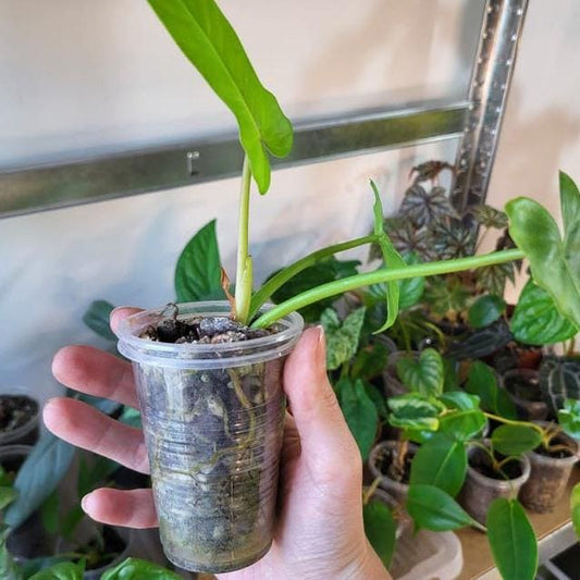 Philodendron Golden Violin cutting