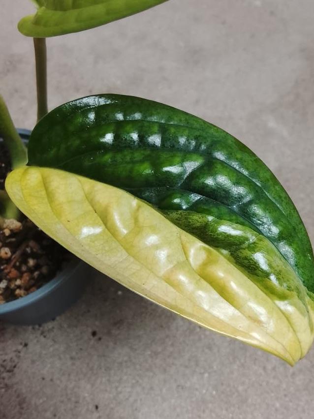 Monstera Karstenianum Aurea Variegata cutting
