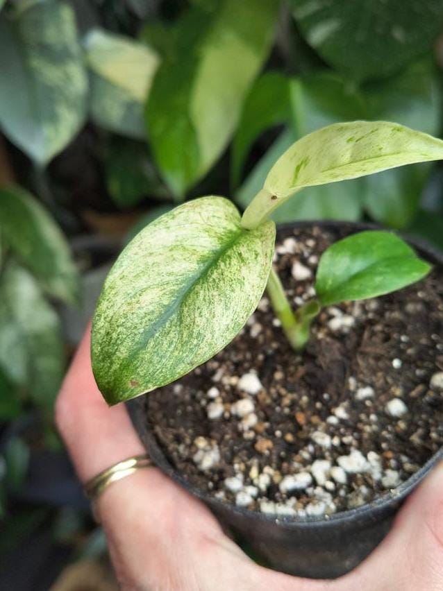 Rhaphidophora Megasperma Mint Variegata cutting