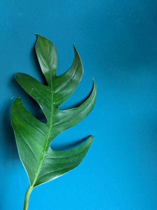 Epipremnum Pinnatum Baltic Blue node cutting