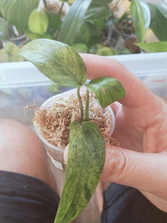Epipremnum Pinnatum Mint cutting
