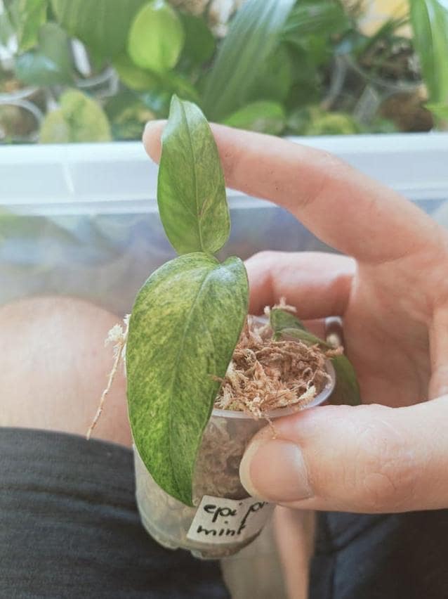 Epipremnum Pinnatum Mint cutting