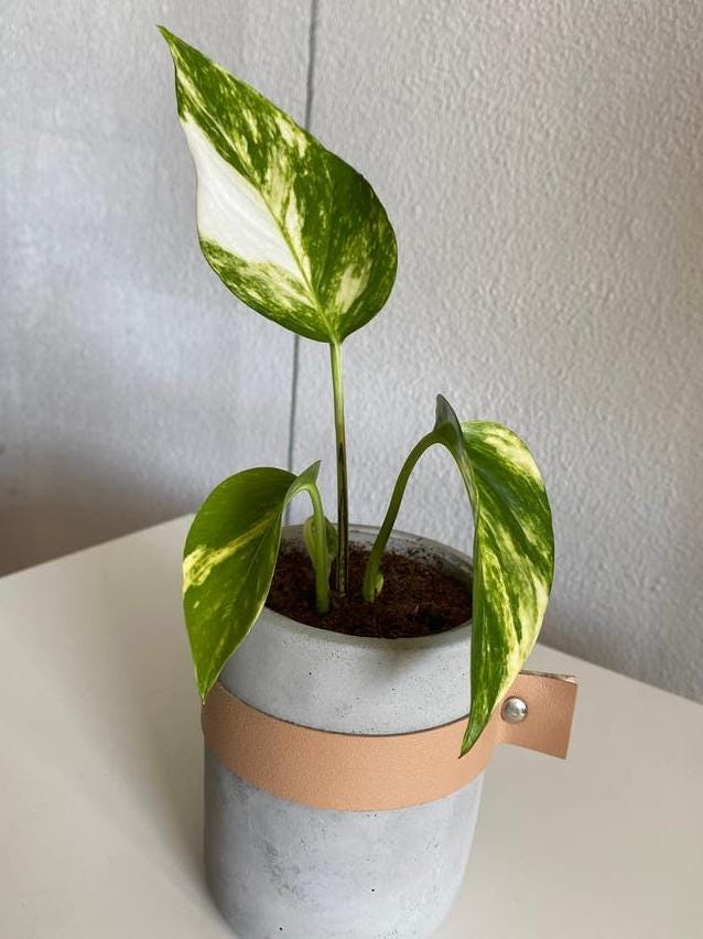 Epipremnum Hi Color cutting