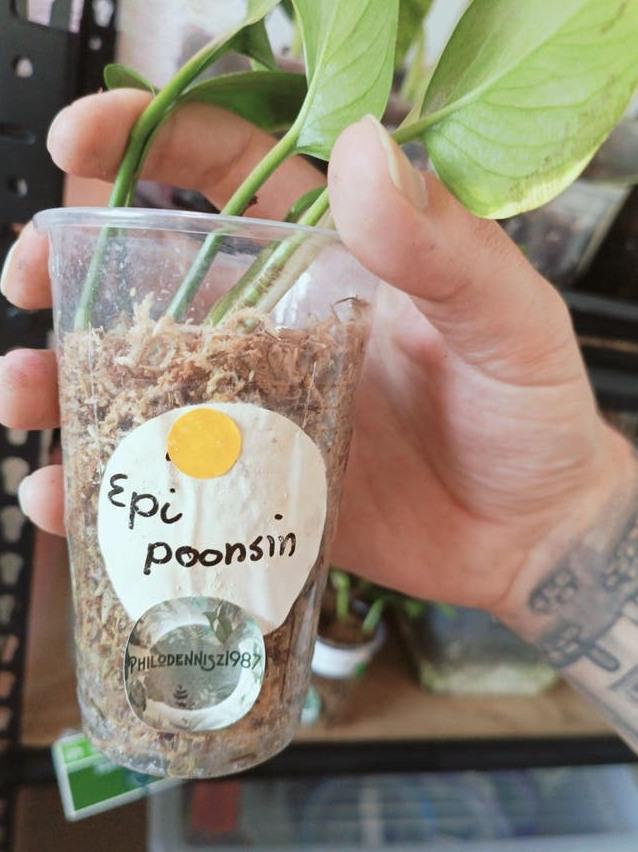 Epipremnum Poonsin cutting