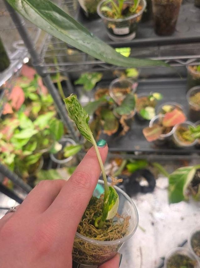 Epipremnum Teruno Love Song cutting