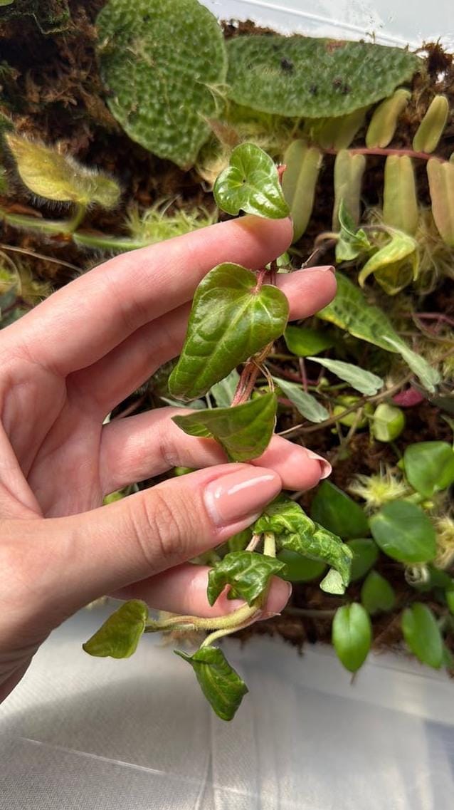 Piper Ribesioides cutting