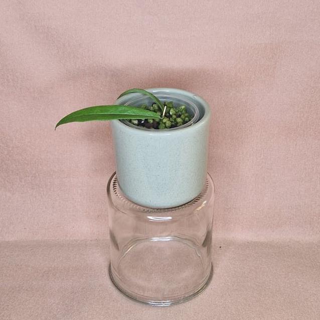 Hoya Paradisea cutting