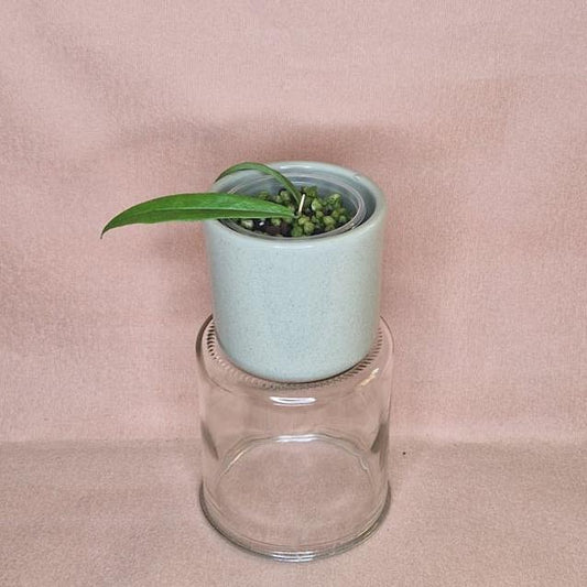 Hoya Paradisea node cutting