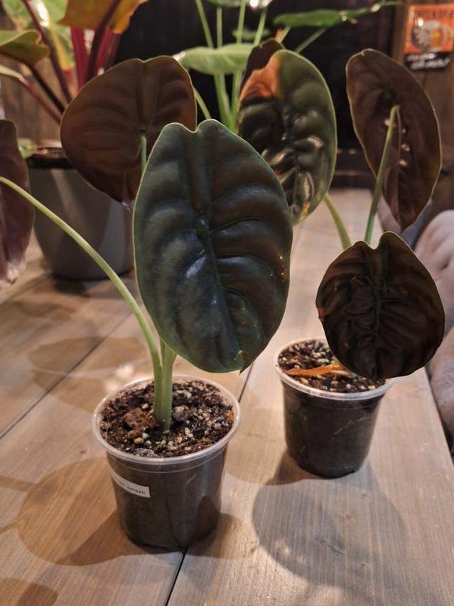 Alocasia Cuprea Red plant