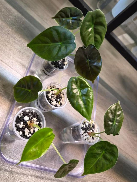 Alocasia Sedenii plant