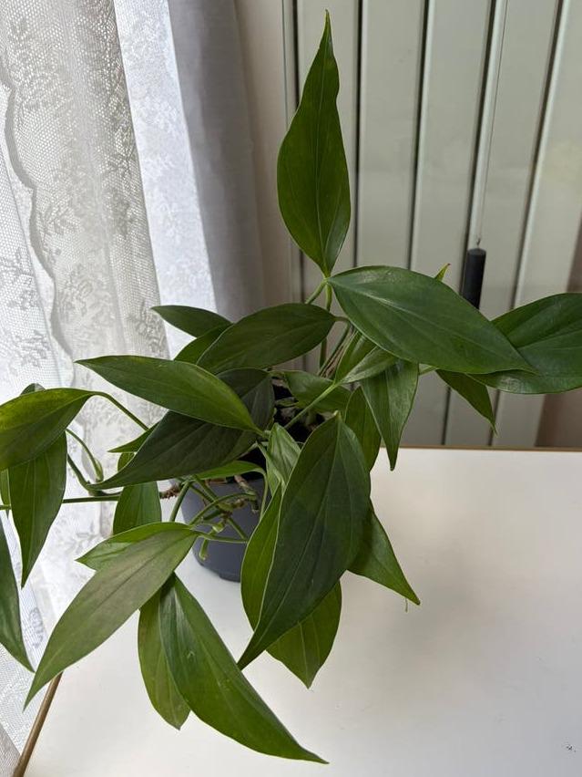 Rhaphidophora Decursiva cutting