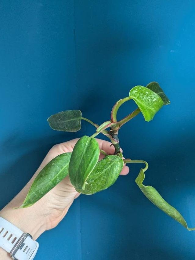 Philodendron White Princess Tricolor Lime cutting