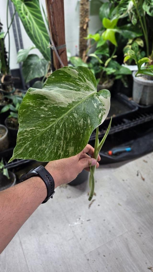 Monstera Electrolyte Variegata cutting