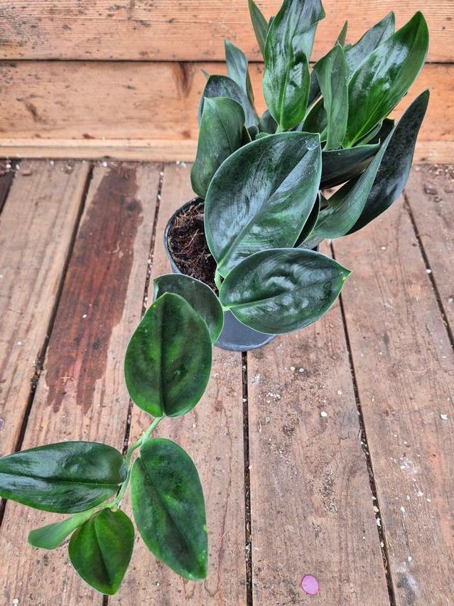 Scindapsus Green Army cutting