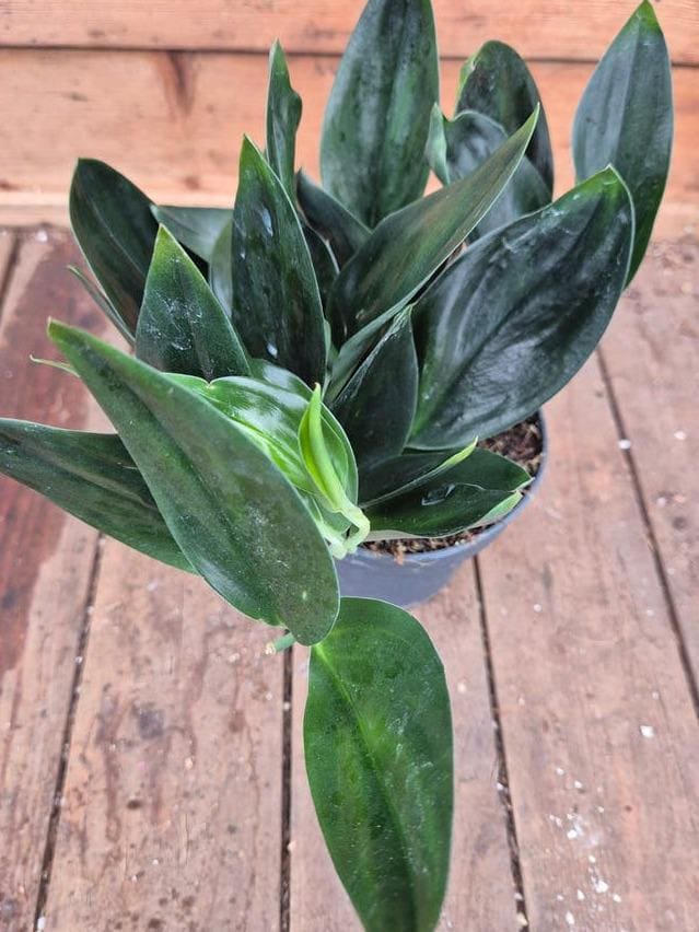 Scindapsus Green Army cutting