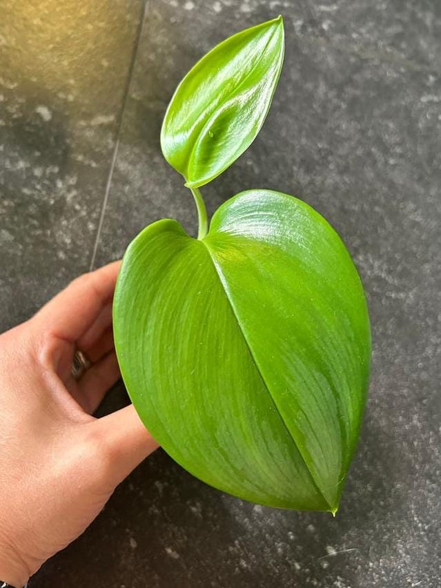 Scindapsus Moonlight Aurea Variegata cutting