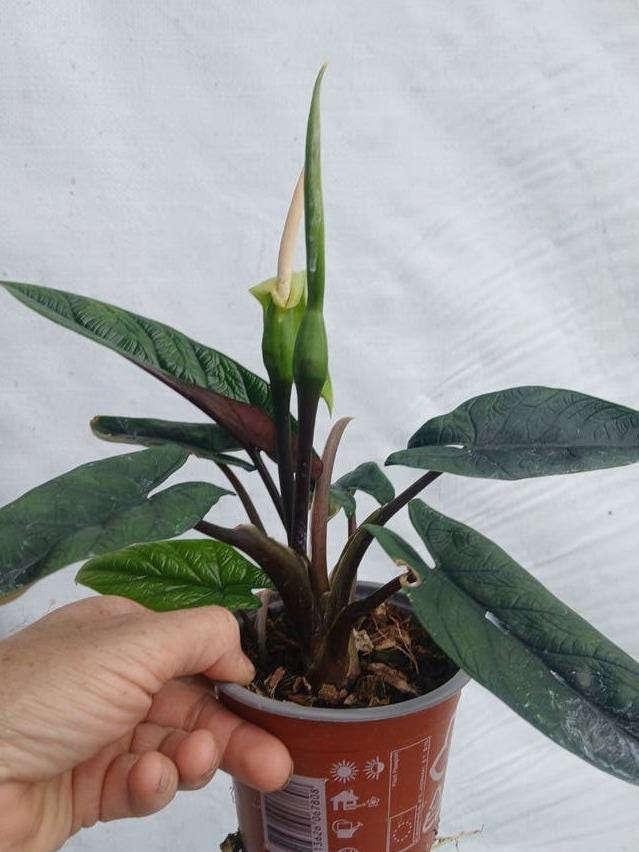 Alocasia Scalprum Aurea Variegata corm – Rare Yellow Variegated Alocasia Bulb