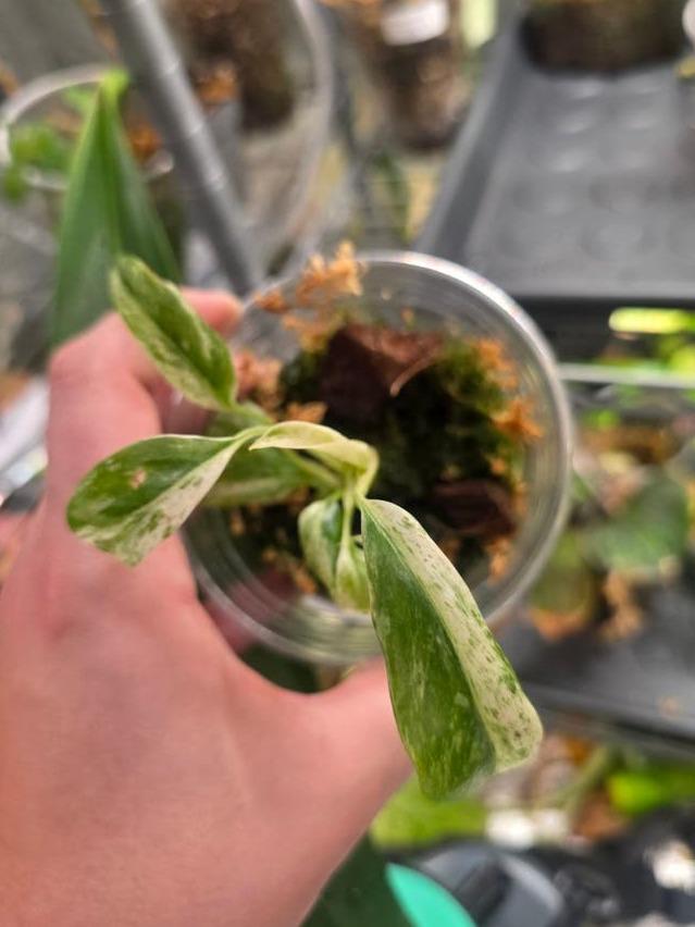 Epipremnum Giganteum Albo Variegata cutting