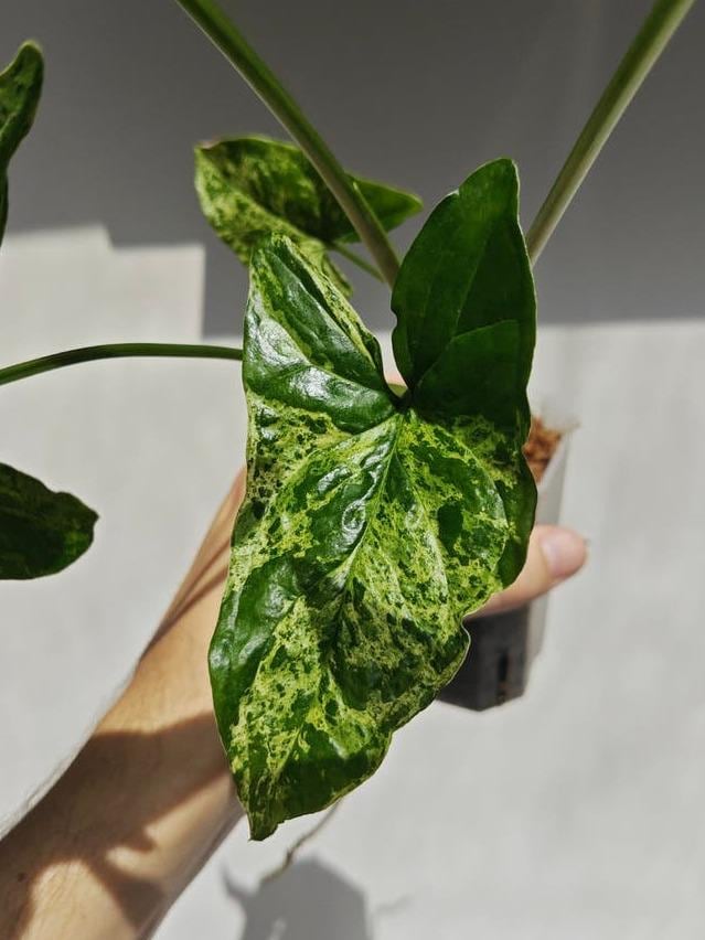 Syngonium Mottled cutting